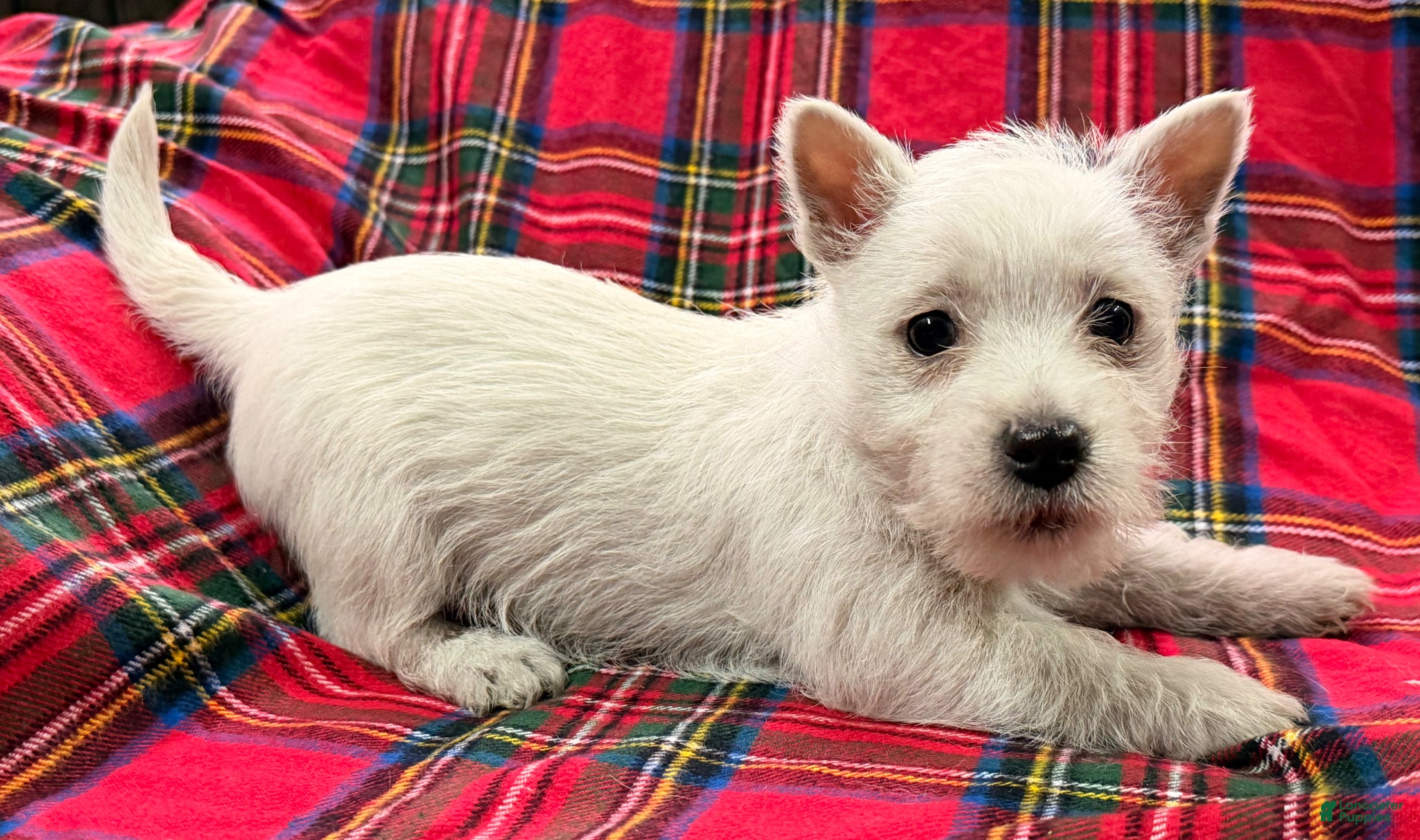 West Highland Terrier dogs Adysson - Ad 2