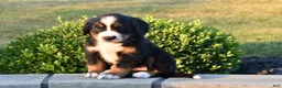 Bernese Mountain Dog dogs for sale: Hailey  - Ad 2
