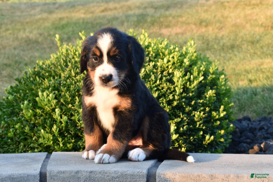 Bernese Mountain Dog dogs for sale: Hailey  - Ad 2