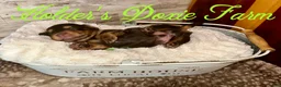 Miniature Dachshund dogs for sale: Bashful - Ad 6