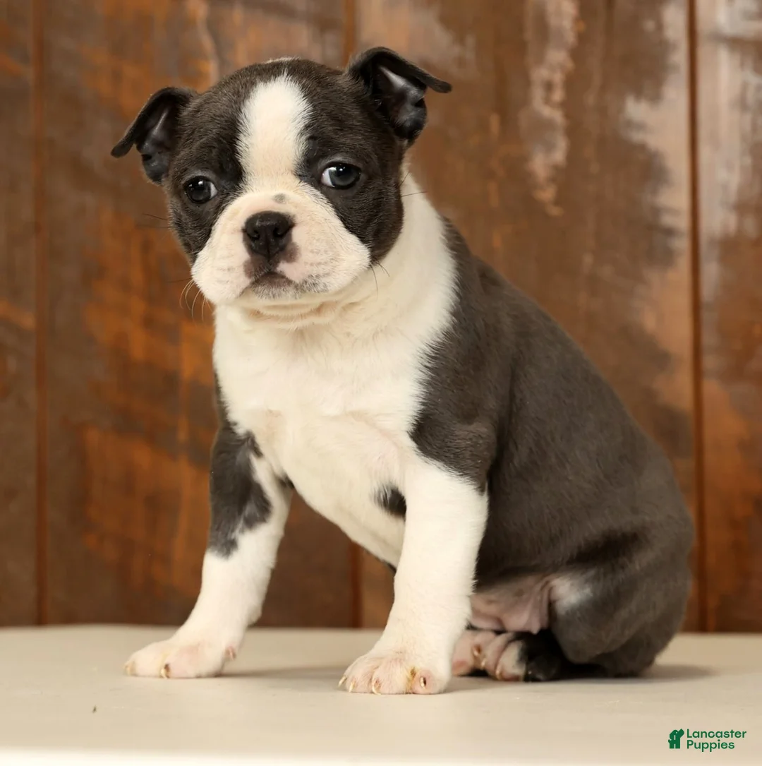 Boston Terrier dogs for sale: Rina - Ad 3
