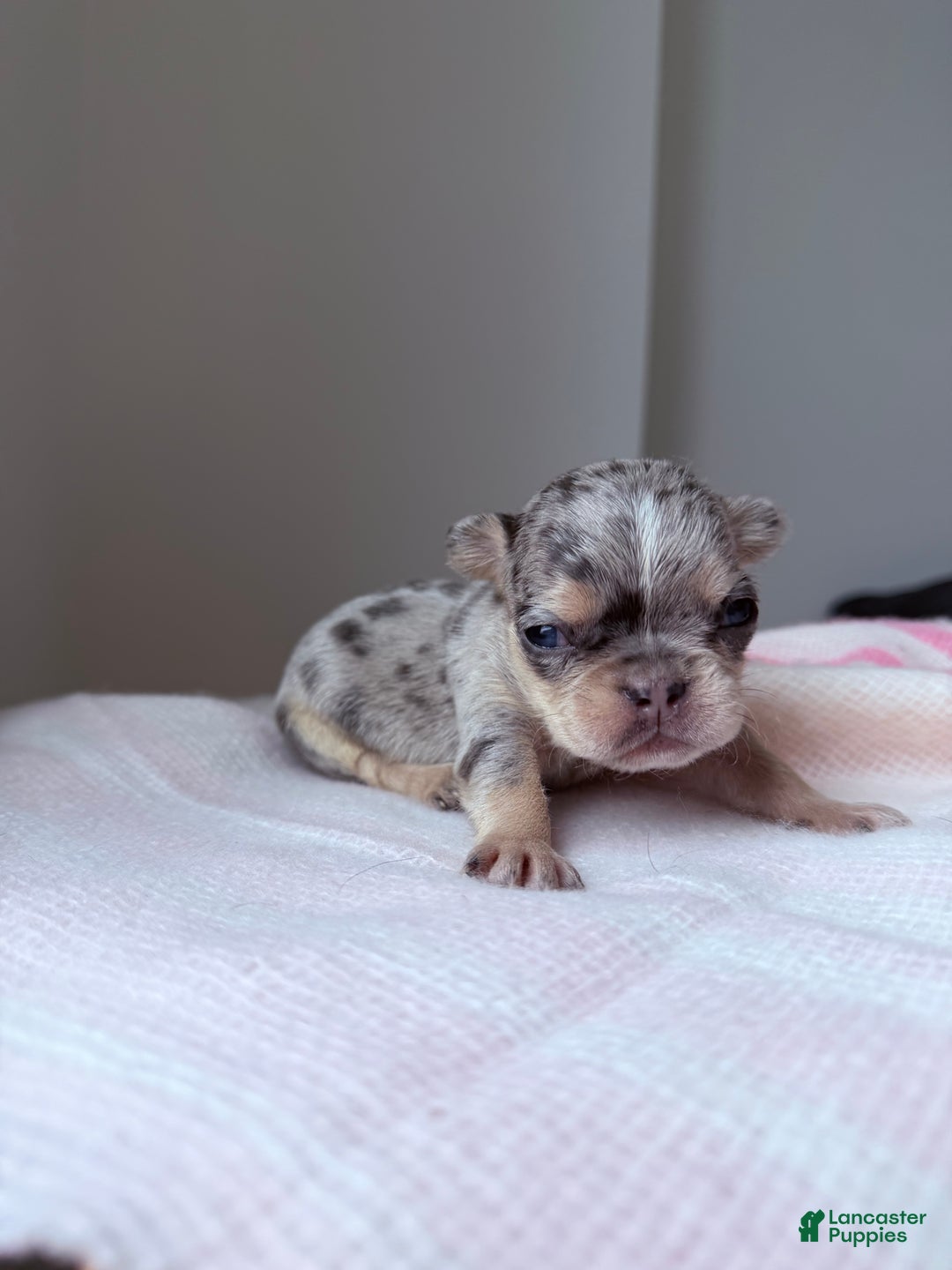 French Bulldog dogs for sale: Sapphire fluffy - Ad 1