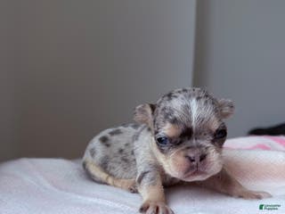 French Bulldog dogs Sapphire fluffy - Ad 27