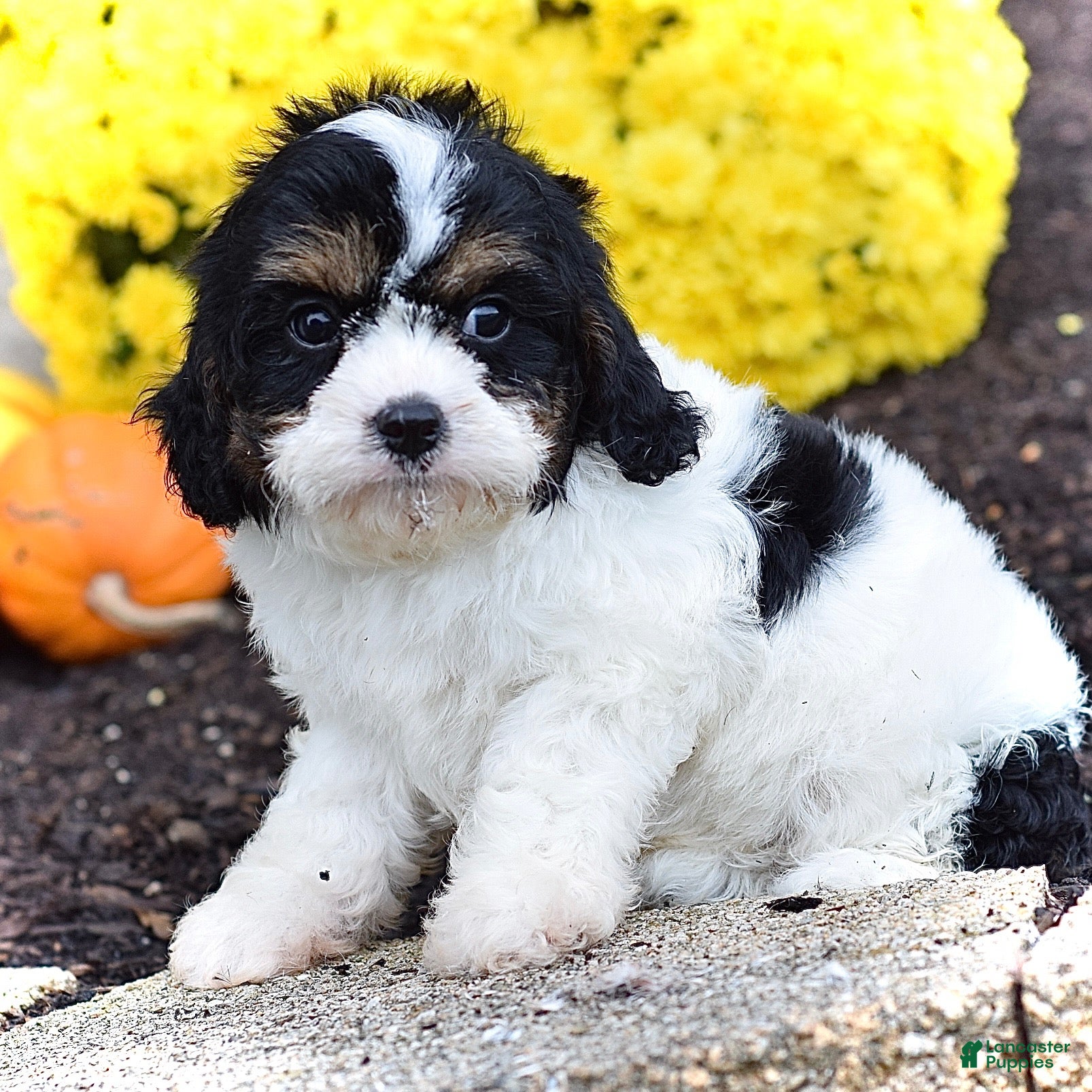 Cavapoo dogs Hudson - Ad 2