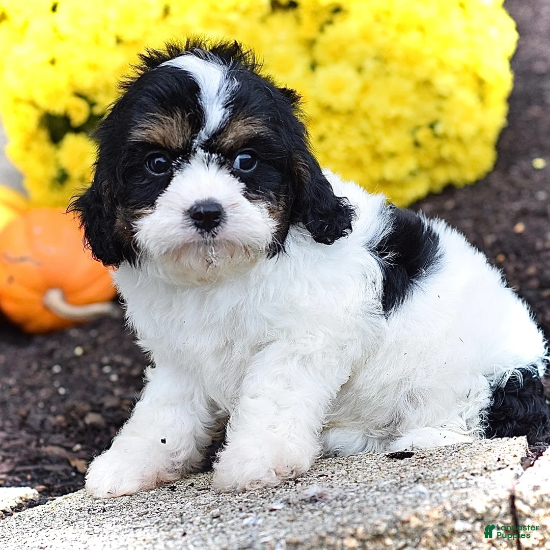 Cavapoo dogs for sale: Hudson - Ad 2