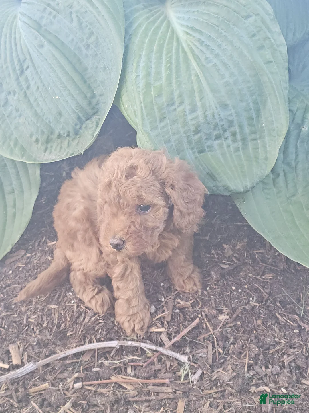 Toy Poodle dogs for sale: 🐶🐾Chloe- AKC POTTY and Crate TRAINING - Ad 2