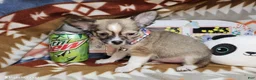 Chihuahua dogs for sale: Rayder (Semi-Long fur) - Ad 1