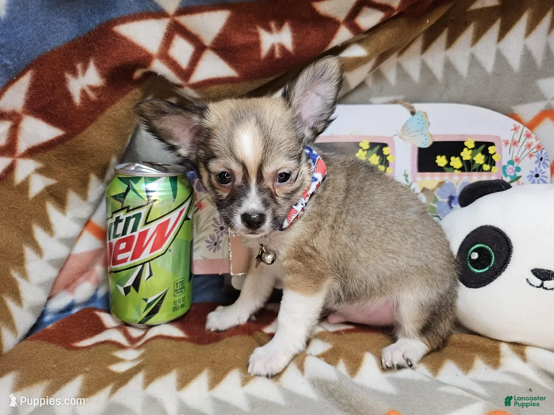 Chihuahua dogs for sale: Rayder (Semi-Long fur) - Ad 1