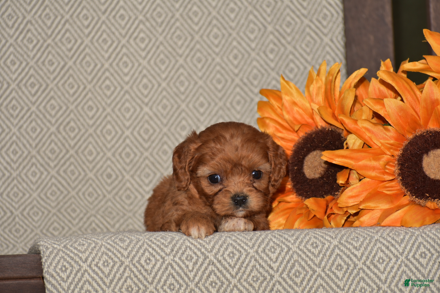 Cavapoo dogs Alice - Ad 1