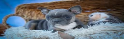 Frenchton dogs for sale: Poppy  - Ad 11
