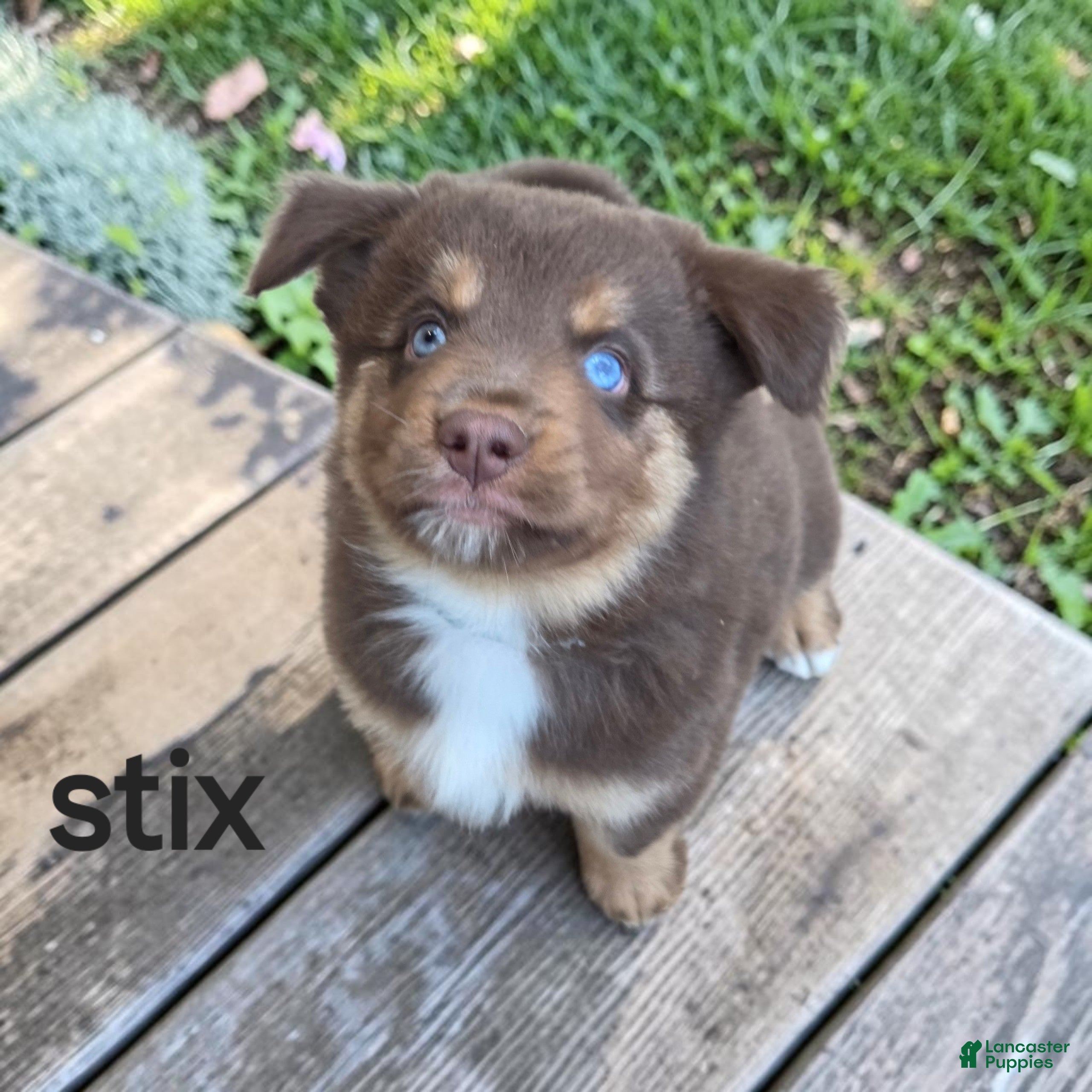 Australian Shepherd dogs Stix - Ad 1