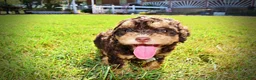 Havapoo dogs for sale: Jazz-LABOR DAY SALE-TAKE $100 OFF!!! - Ad 20