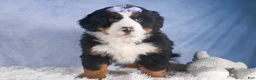 Bernese Mountain Dog dogs for sale: HONEY - Ad 16