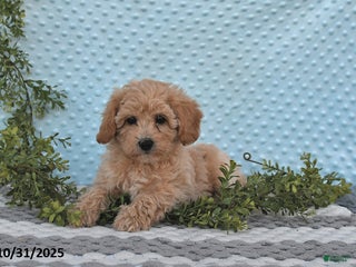 Bichpoo dogs - Ad 31