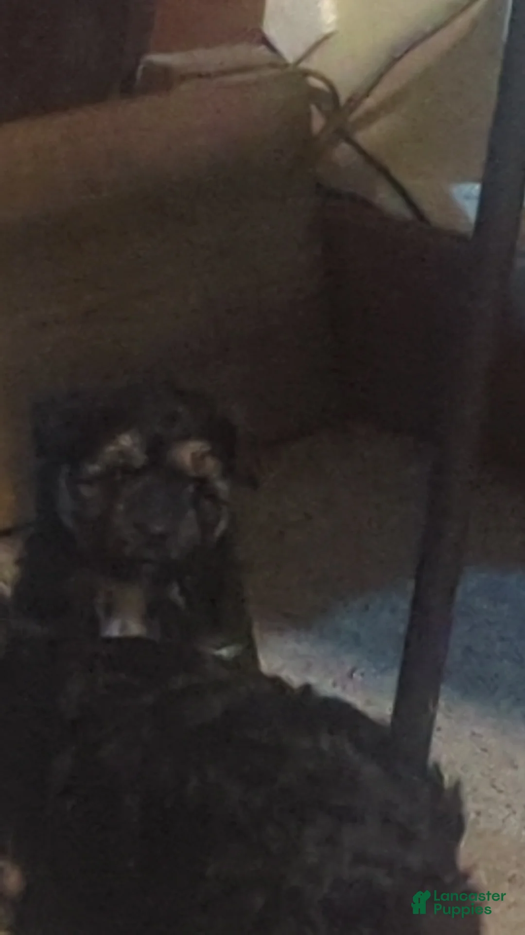 Aussiedoodle dogs for sale: Aussiedoodle Puppy 1 - Ad 3