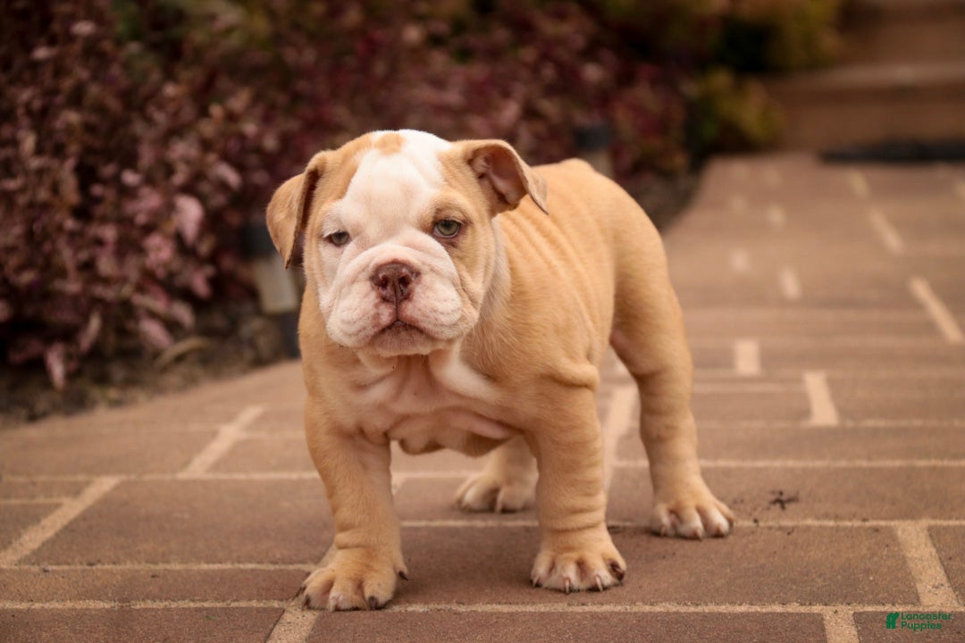 English Bulldog dogs Tonya English Bulldog  - Ad 2