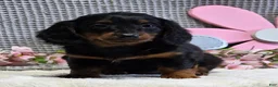 Miniature Dachshund dogs for sale: Emma - Ad 3