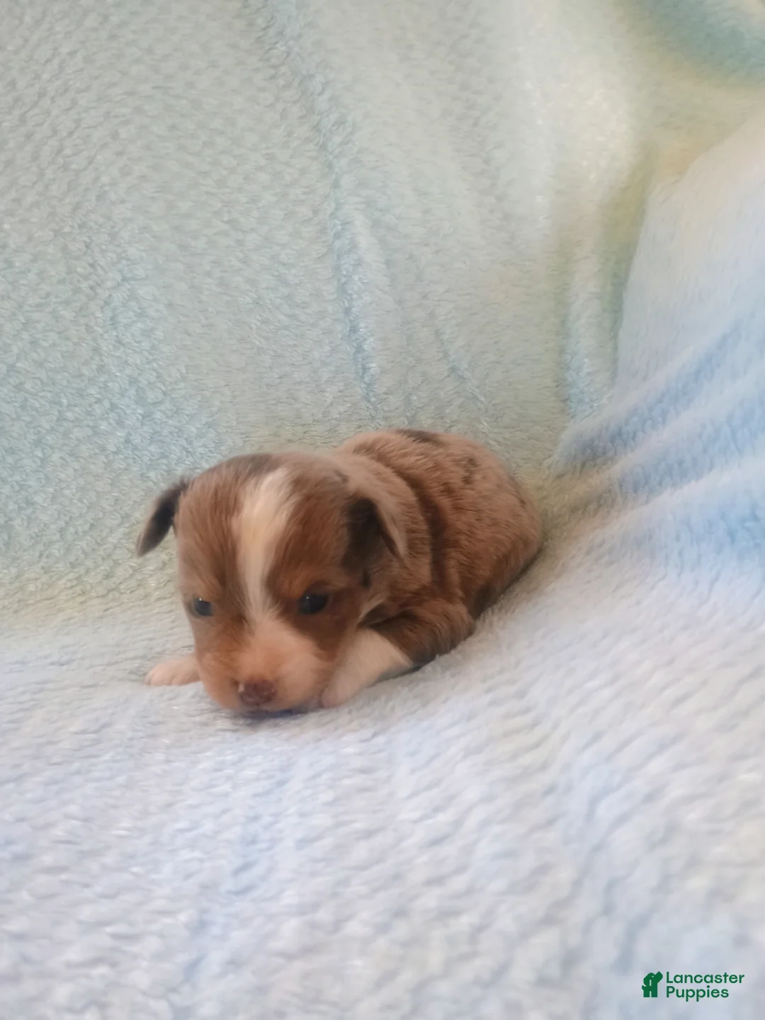 Toy Australian Shepherd dogs for sale: Toy Australian Shepherd Puppy 2 - Ad 5