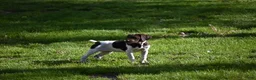 German Shorthaired Pointer dogs for sale: Buck - Ad 28