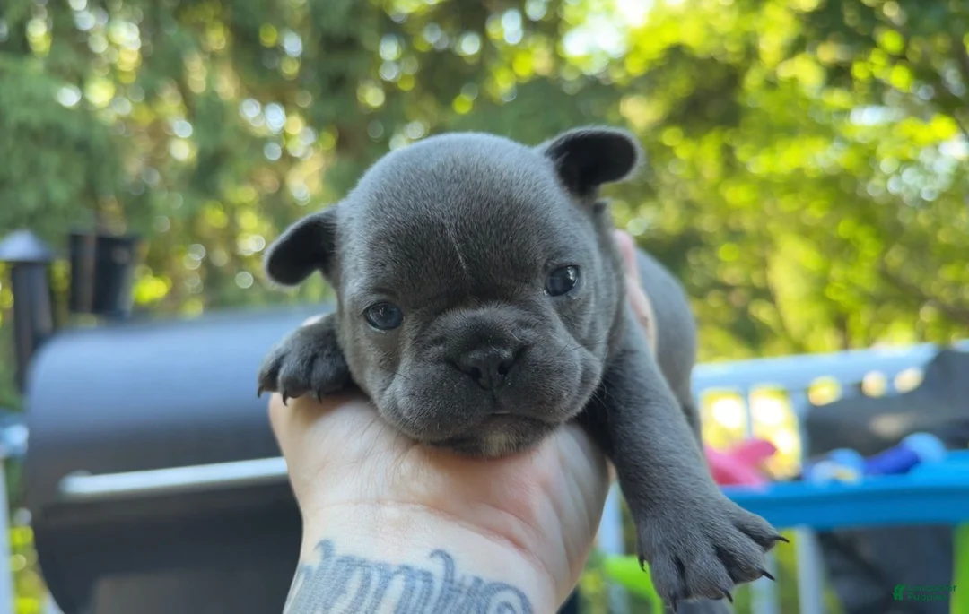 French Bulldog dogs for sale: French Bulldog 2 - Ad 1