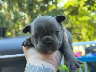 French Bulldog dogs French Bulldog 2 - Ad 18