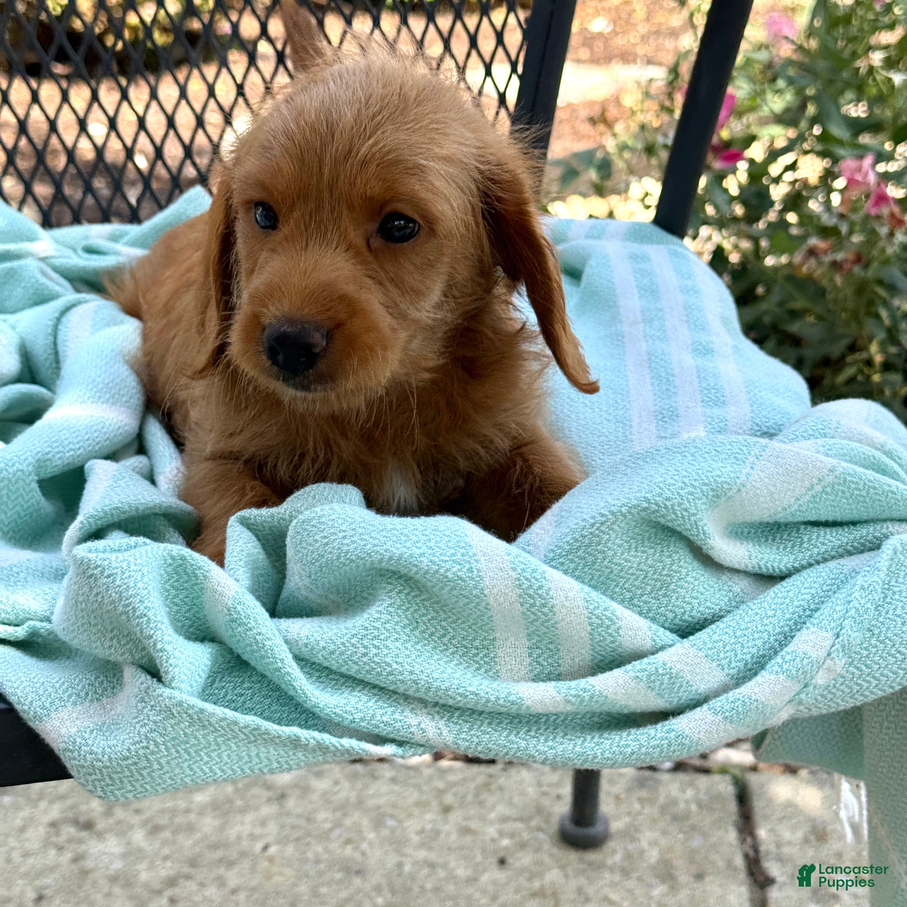 Mini Goldendoodle dogs Gus - Ad 1