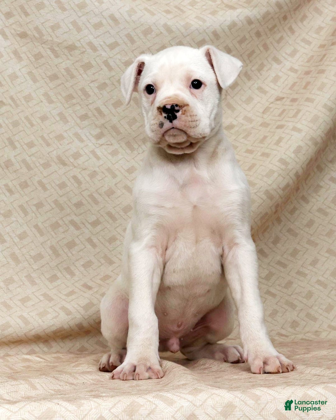 Boxer dogs for sale: Alex - Ad 7