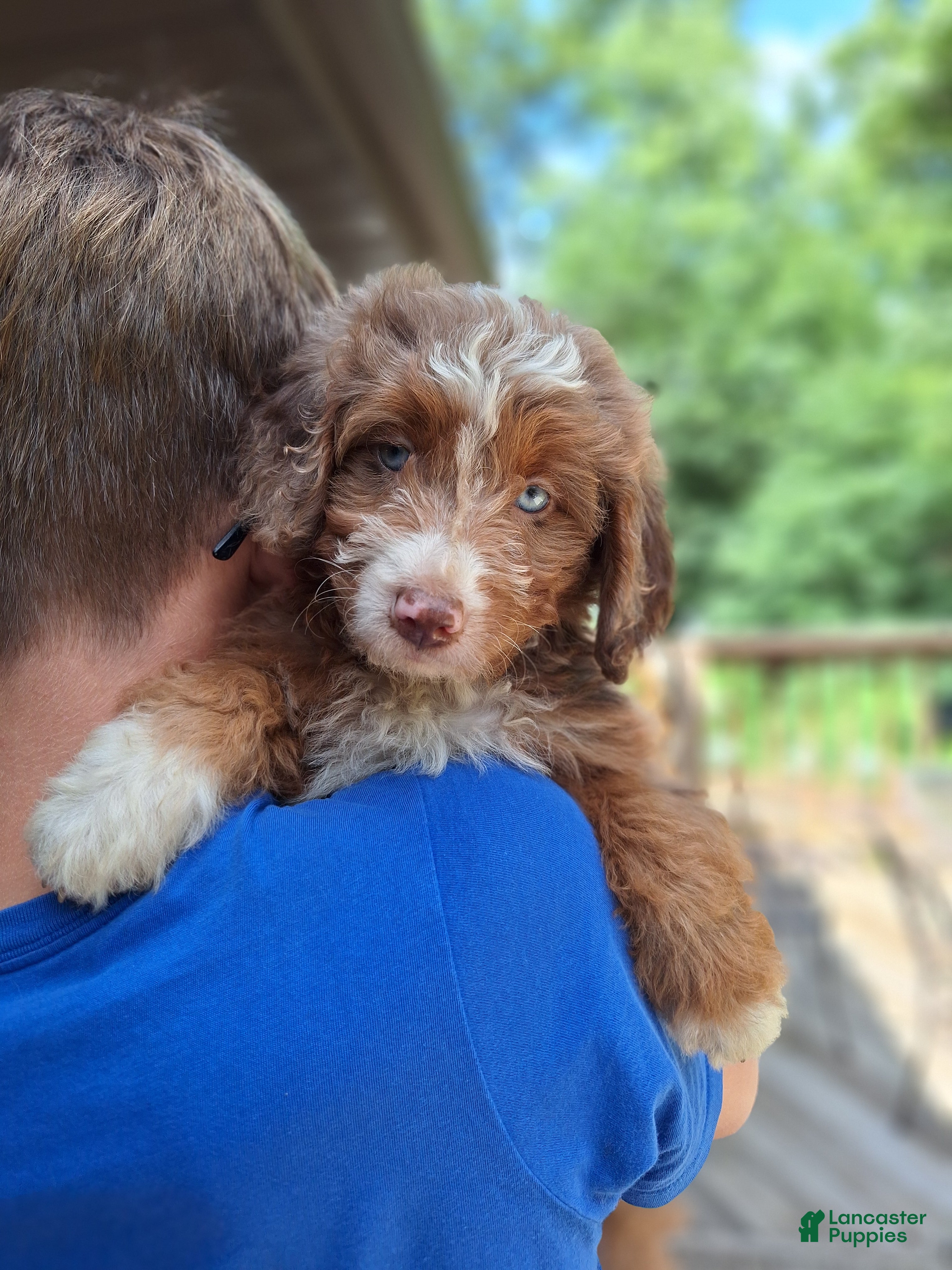 Mini Bernedoodle dogs Daisy - Ad 1