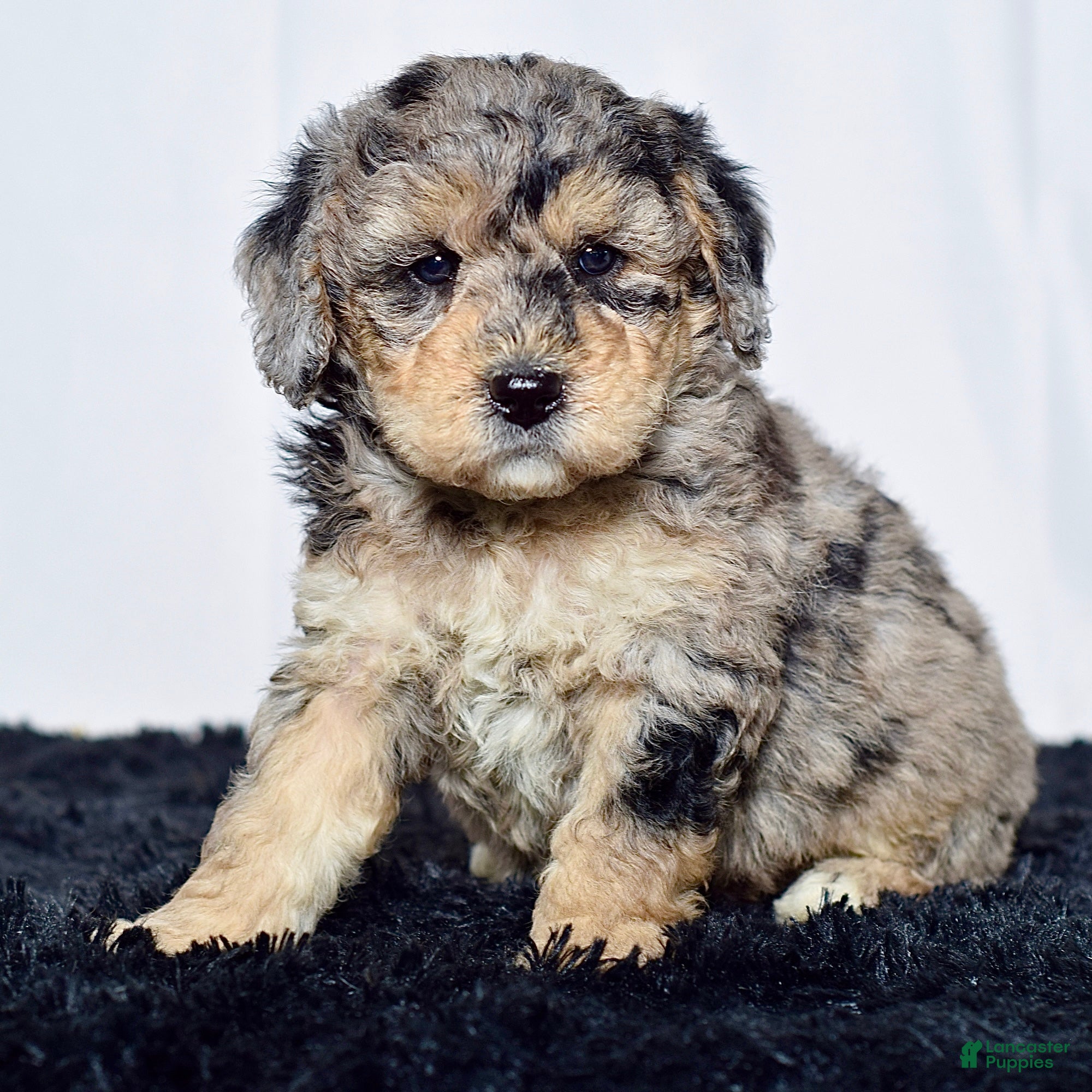 Mini Goldendoodle dogs for sale: Mr. Kip - Ad 3