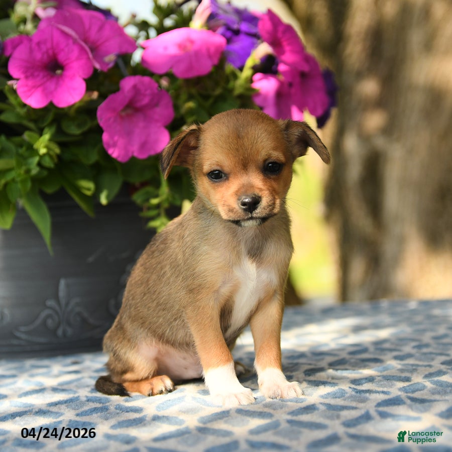 Chihuahua dogs Puddles - Ad 2