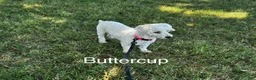 Bichon Frise dogs for sale: Bichon Frise Puppy 1 - Ad 3