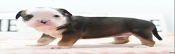 Mixed Breed dogs for sale: Queen - Ad 5