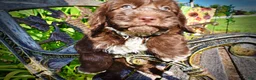 Havapoo dogs for sale: Coco - Ad 4