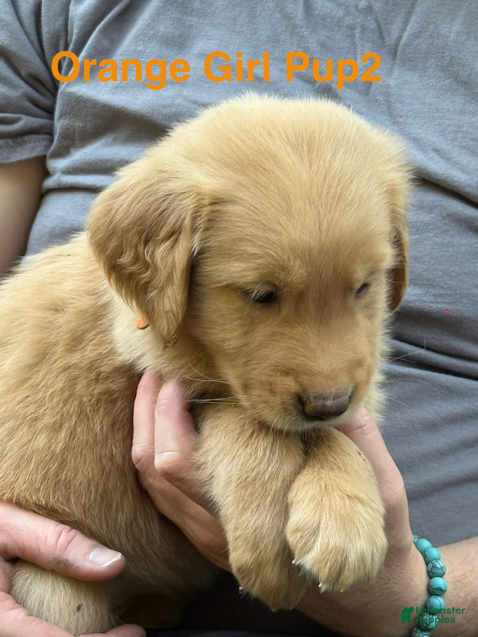 Golden Retriever dogs Orange Girl - Ad 2