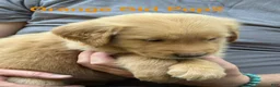 Golden Retriever dogs for sale: Orange Girl - Ad 2