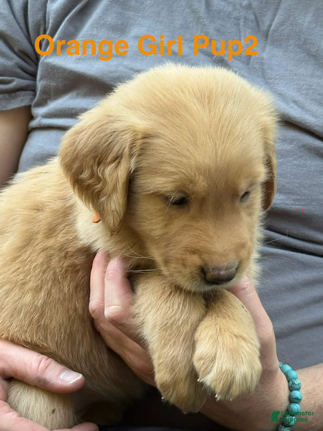 Golden Retriever dogs for sale: Orange Girl - Ad 2