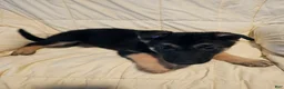 German Shepherd dogs for sale: Gray Collar - Ad 4