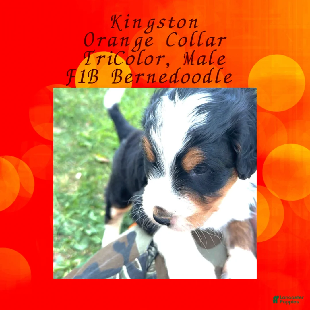 Mini Bernedoodle dogs for sale: Kian “Blue Collar” Male - Ad 35