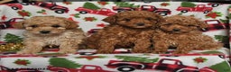Toy Poodle dogs for sale: Dancer - Ad 3