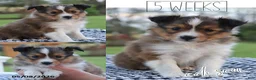 Shetland Sheepdog dogs for sale: Edison - Ad 2