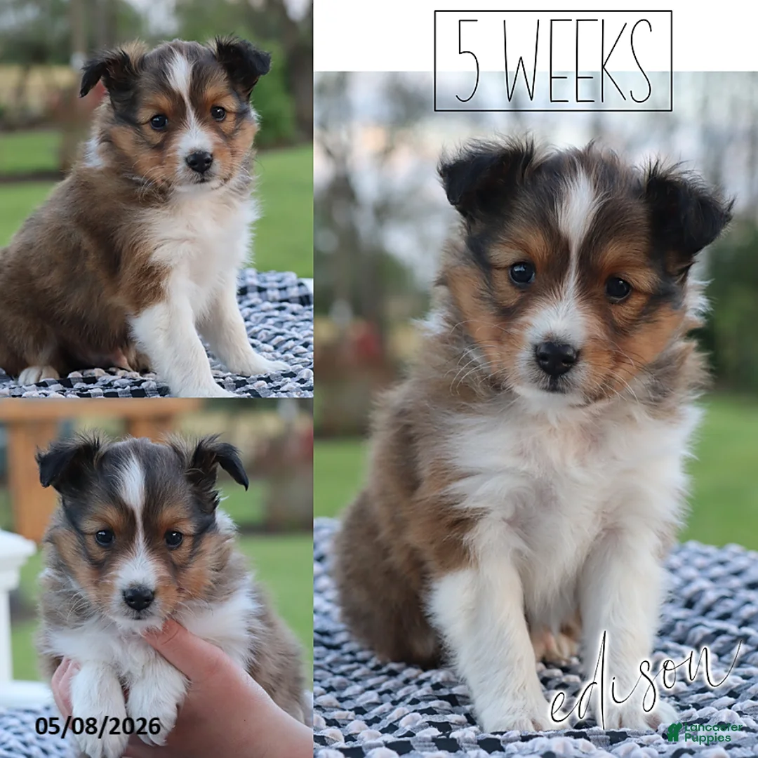 Shetland Sheepdog dogs for sale: Edison - Ad 2