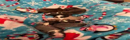 Boston Terrier dogs for sale: Sleepy-Brindle& white - Ad 10