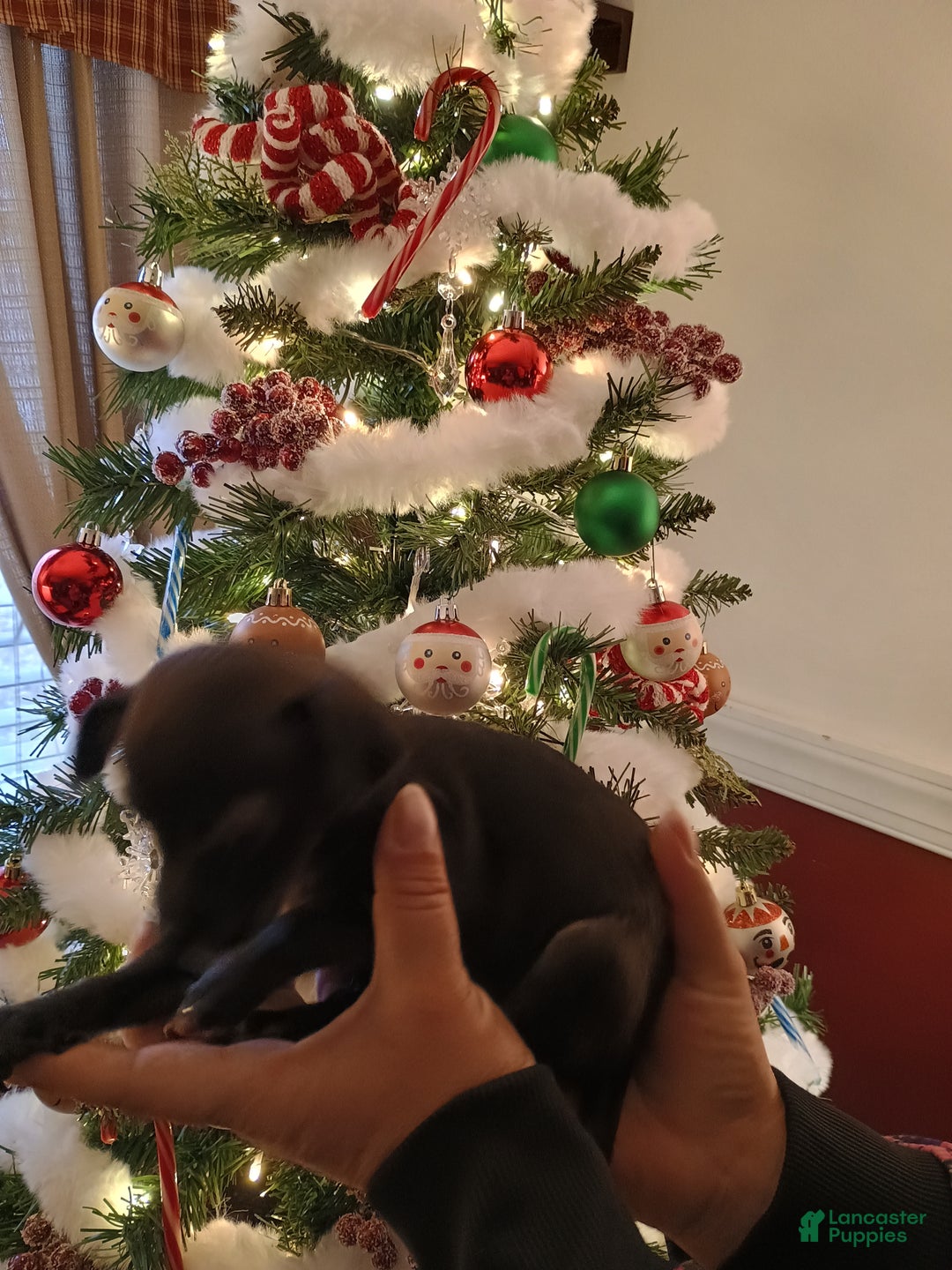 Chihuahua dogs for sale: Eve t-cup  - Ad 10