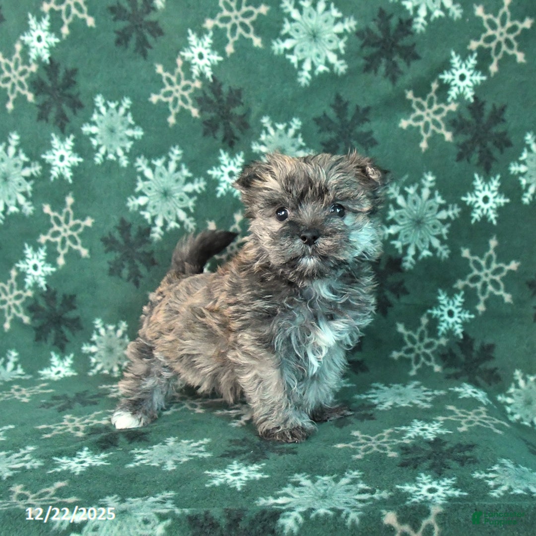 Morkie dogs for sale: Smartie - Ad 2