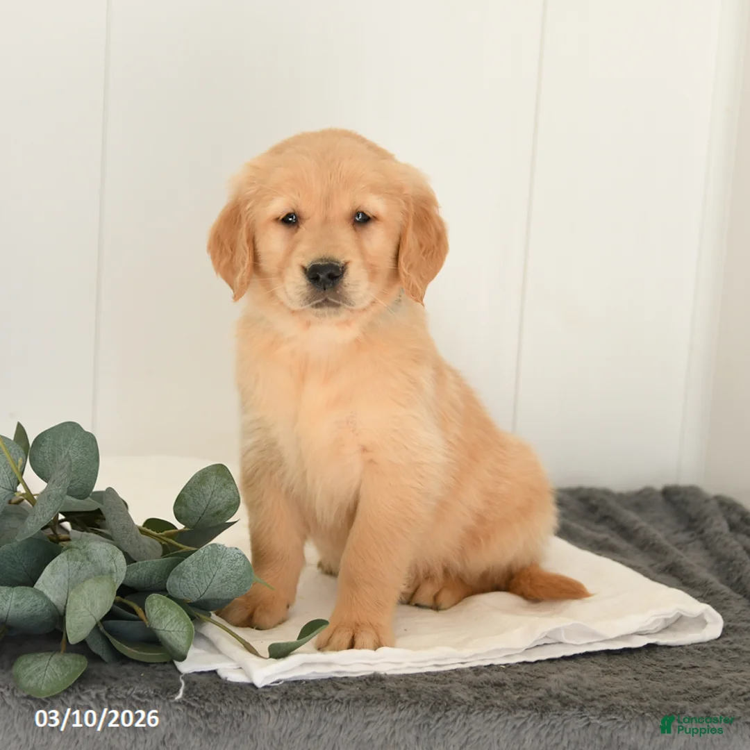 Golden Retriever dogs for sale: Mars  - Ad 5