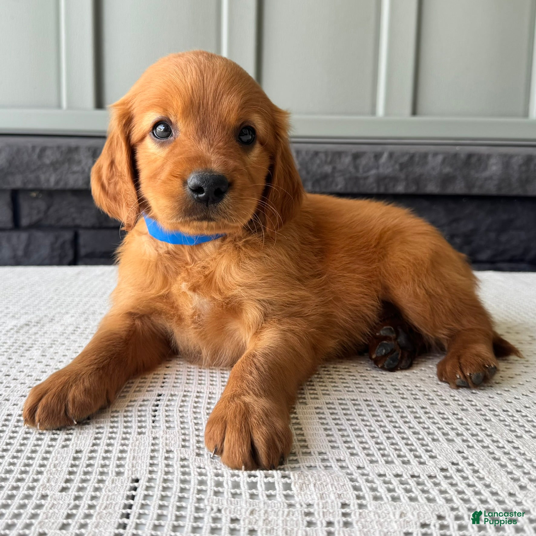 Mixed Breed dogs Ryder - Ad 2