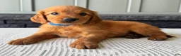 Mixed Breed dogs for sale: Ryder - Ad 2