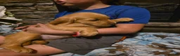 Golden Retriever dogs for sale: Pepper - Ad 3