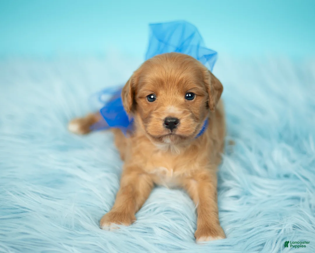 Maltipoo dogs for sale: Bear - Ad 4