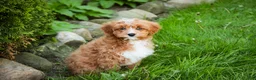 Cavapoo dogs for sale: Herbie - Ad 4